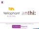 Yellophant Digital Wins Digital Marketing Mandate For anthi Yellophant Digital Wins Digital Marketing Mandate For anthi