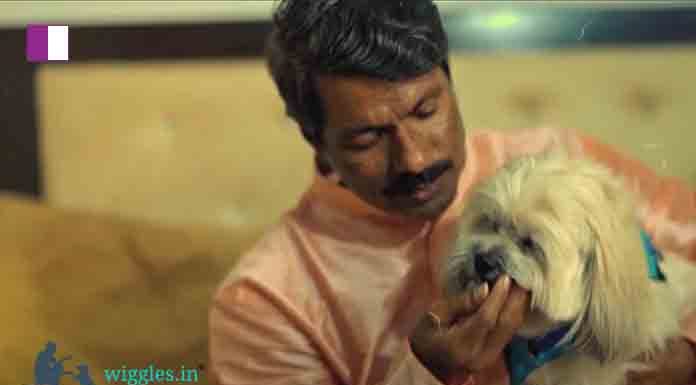 Wiggles makes pets a part of Diwali celebrations with its #TrueBurstOfHappiness Campaign Wiggles makes pets a part of Diwali celebrations with its #TrueBurstOfHappiness Campaign