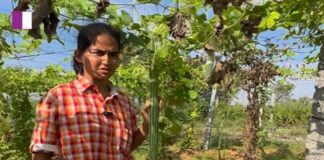 Farms Farmer Nethra Reddy: Cultivating Sustainable Food Practices for a Healthier World farms-farmer-nethra-reddy
