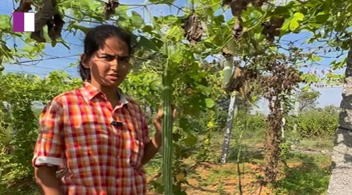 Farms Farmer Nethra Reddy: Cultivating Sustainable Food Practices for a Healthier World farms-farmer-nethra-reddy