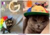 Google: Pawsitively Celebrating #MewYearForCats Day! google-pawsitively-celebrating