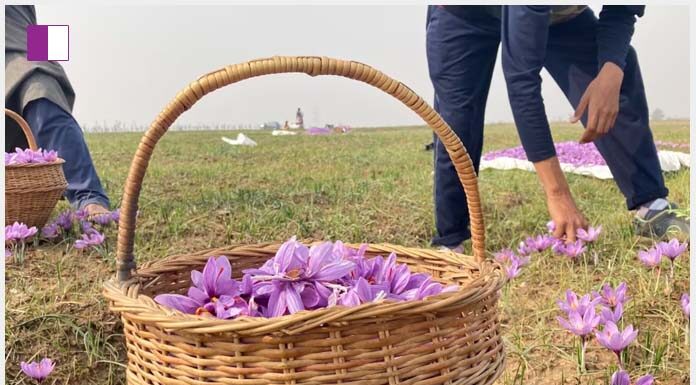 KesarTV.com reveals encouraging rise in J&K saffron production kesartv-com-reveals