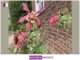 Gill Munro: Nurturing Growth Through Deadheading gill-munro-nurturing-growth