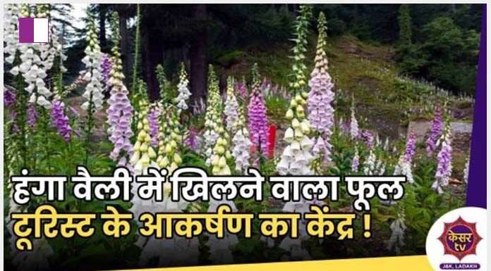 KesarTV.com Reveals the Splendor of Foxglove Valley kesartv-com-reveals-the