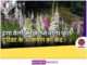 KesarTV.com Reveals the Splendor of Foxglove Valley kesartv-com-reveals-the