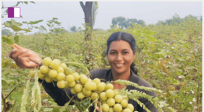 Savita Dakle: Empowering Health and Agriculture Through the Power of Amla Savita Dakle: Empowering Health and Agriculture Through the Power of Amla