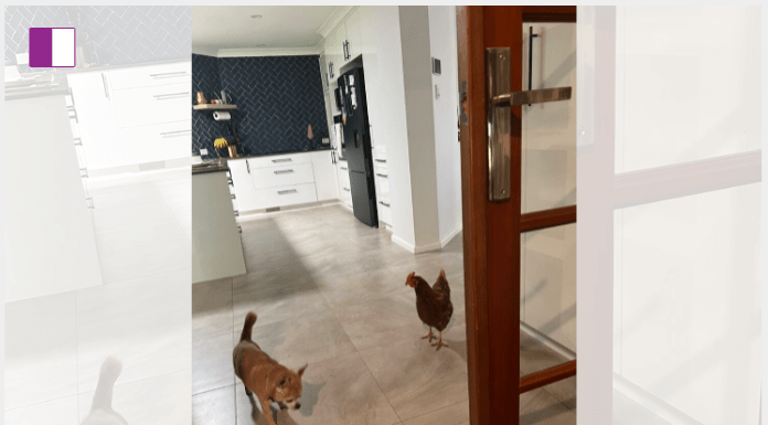 Brigid Leishman and the Power of Boundaries A Lesson from Jolene the Chicken Brigid Leishman and the Power of Boundaries A Lesson from Jolene the Chicken