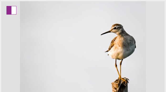 Harshitha S Kumar and the Sandpiper Strategy A Blueprint for Startup Resilience Harshitha S Kumar and the Sandpiper Strategy A Blueprint for Startup Resilience