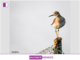 Harshitha S Kumar and the Sandpiper Strategy A Blueprint for Startup Resilience Harshitha S Kumar and the Sandpiper Strategy A Blueprint for Startup Resilience