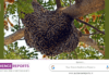 Paul Deane: What Honey Bees Can Teach Us About Lean Leadership Paul Deane Audience Reports